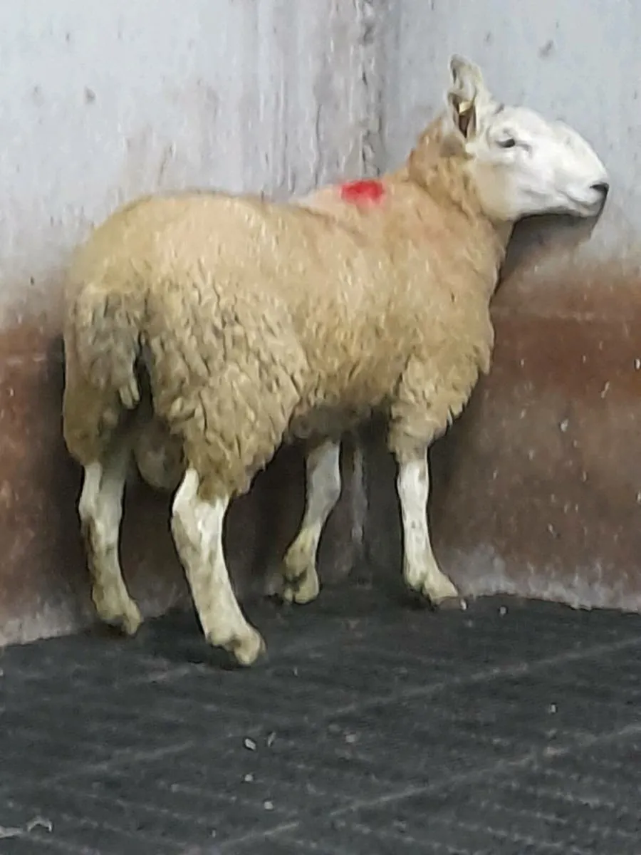 Hogget ram - Image 1