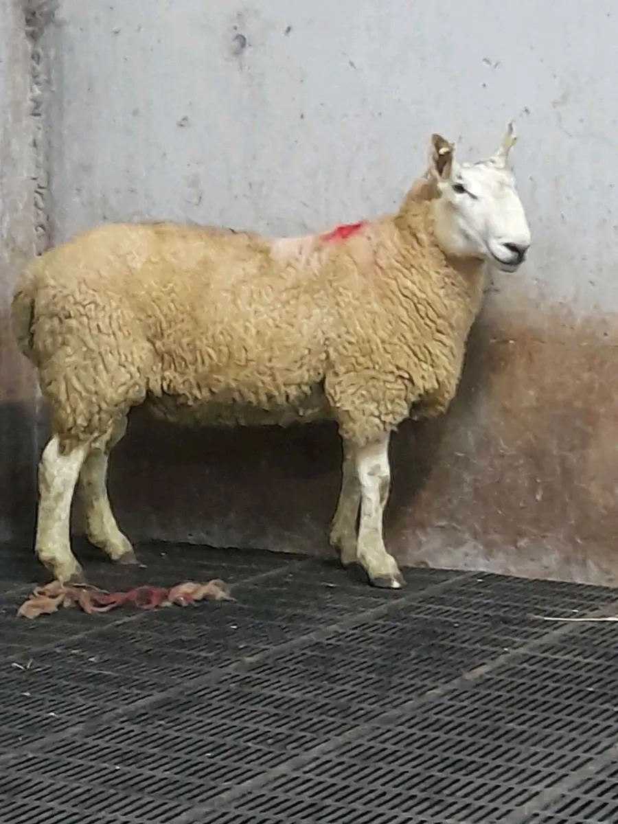 Hogget ram - Image 2