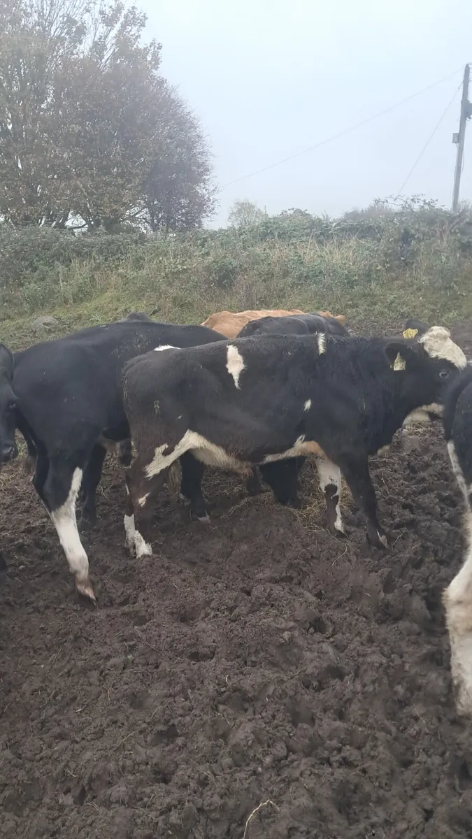 Weanling bulls - Image 4