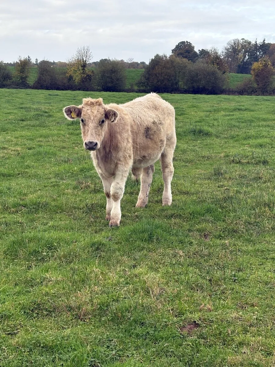 Smashing Charola8is Bullocks - Image 1