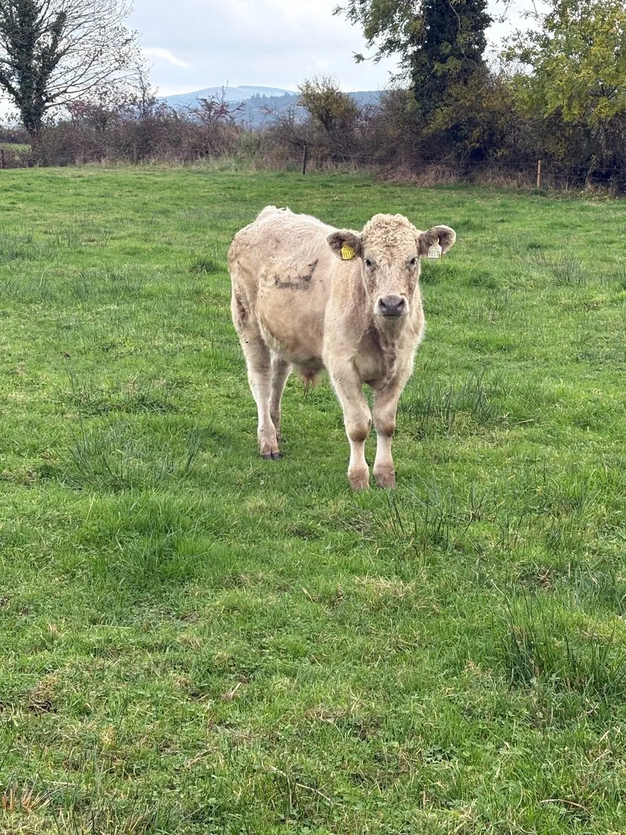 Smashing Charola8is Bullocks - Image 2