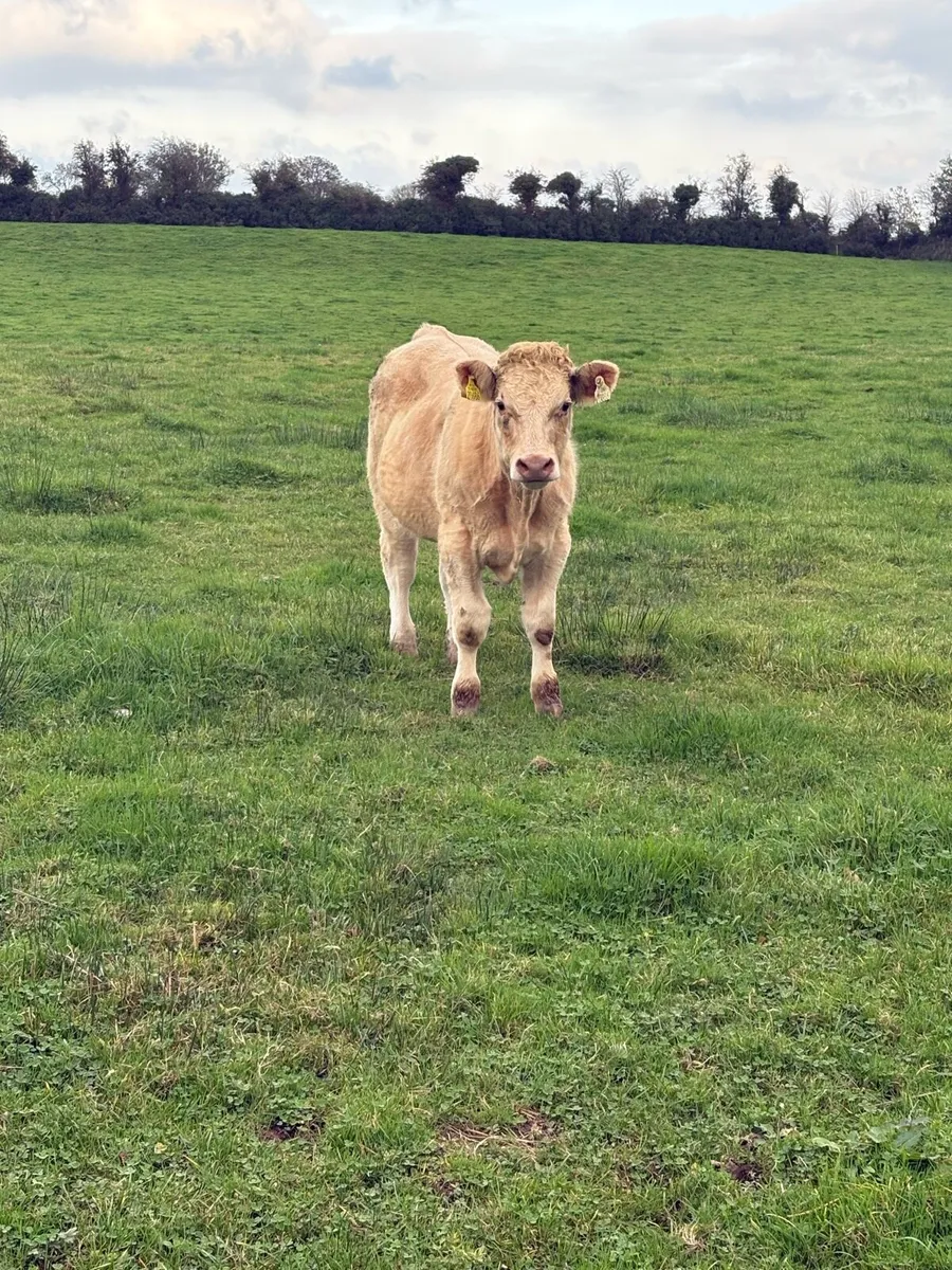 Smashing Charola8is Bullocks - Image 3