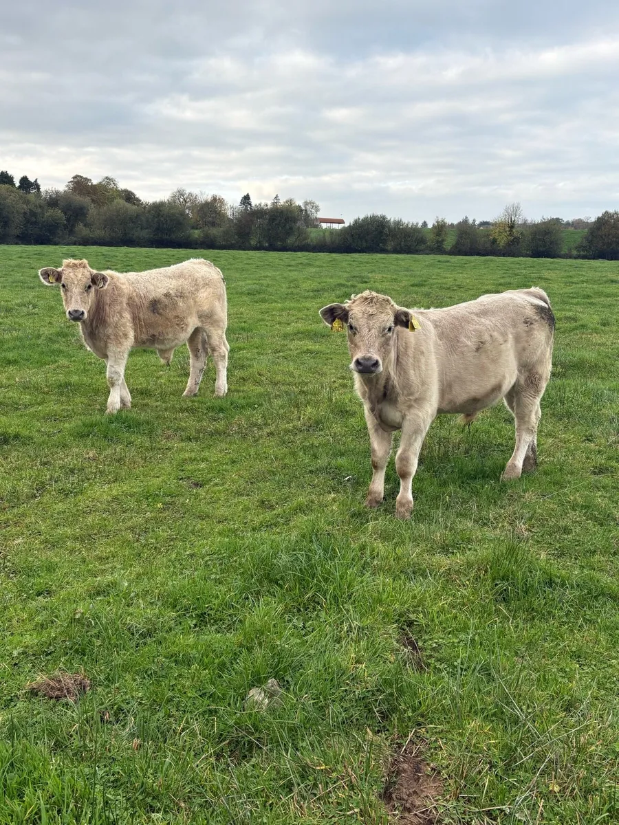 Smashing Charola8is Bullocks - Image 4