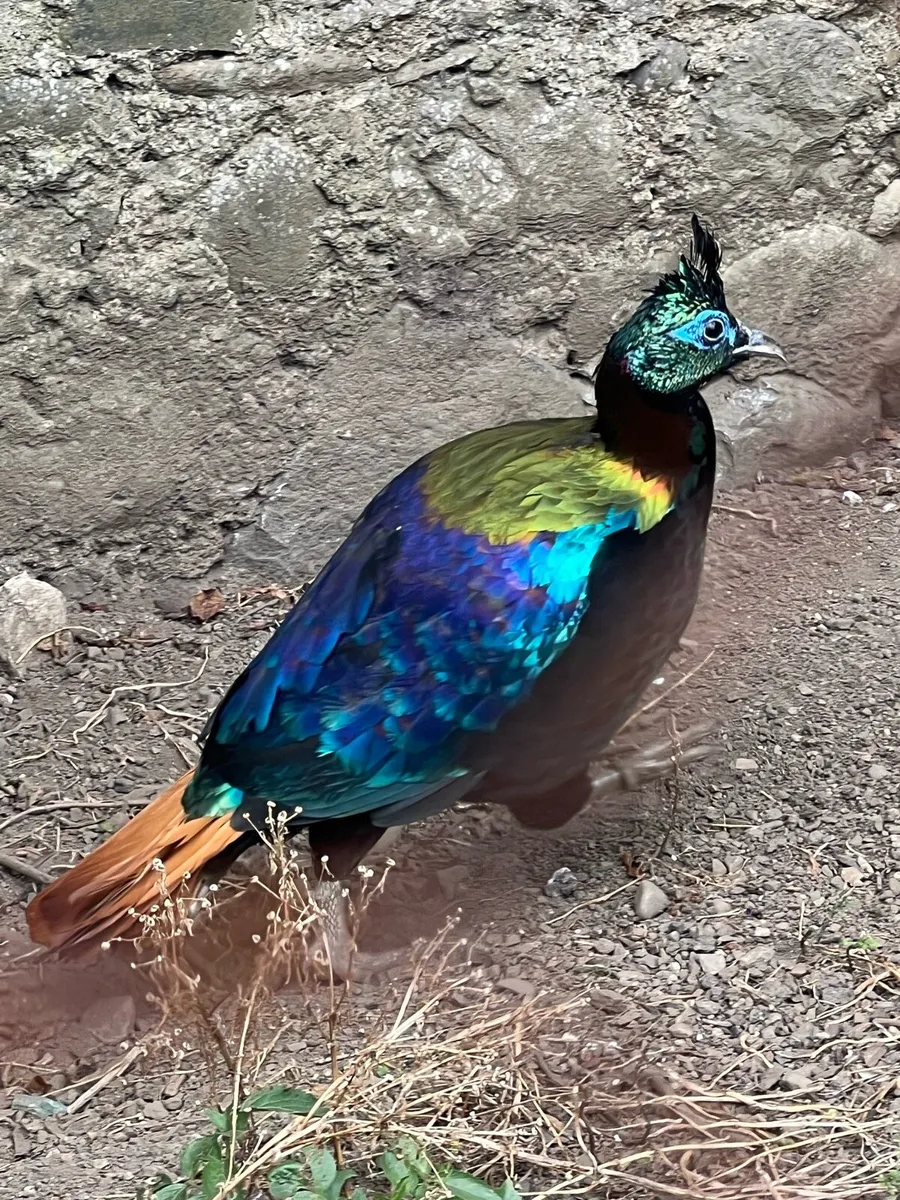 Pheasants - Image 2