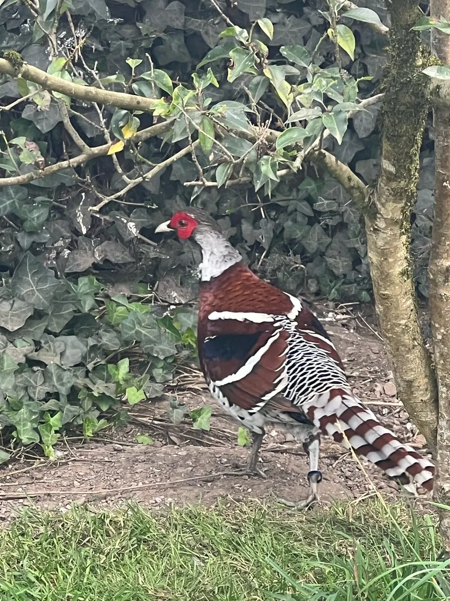 Pheasants - Image 3
