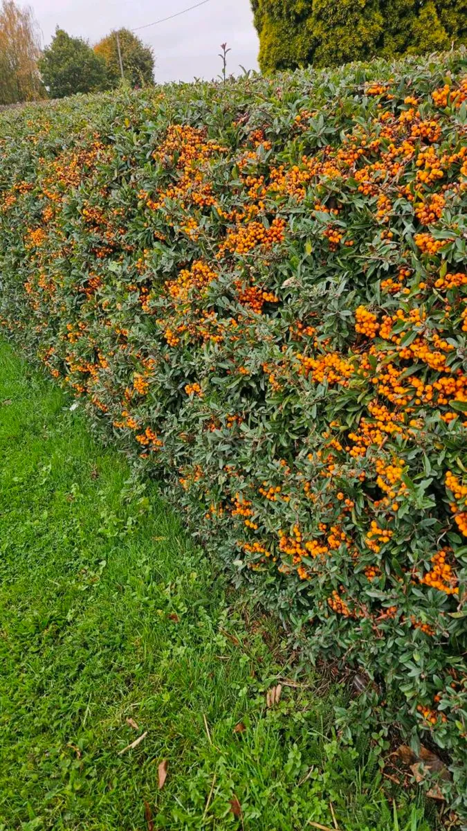 Firethorn Pyracantha Evergreen Hedging - Image 4