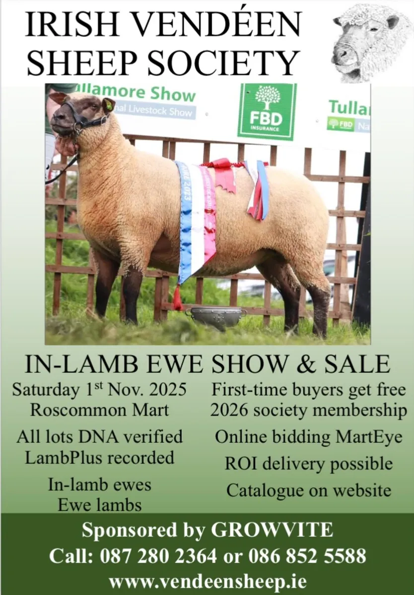 Vendeen sheep
