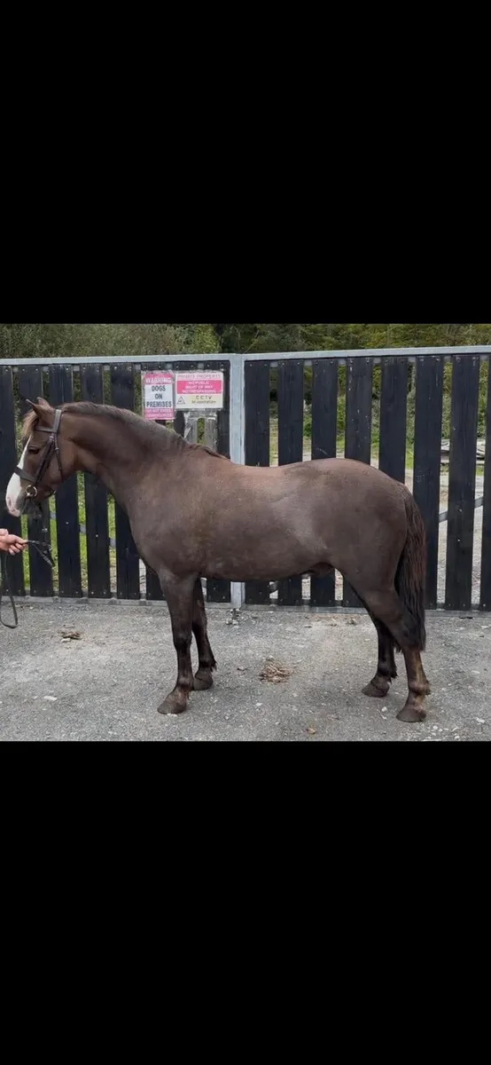 11hh Pony