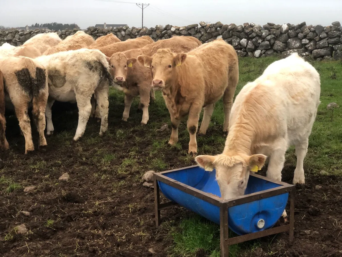 Heifers - Image 2