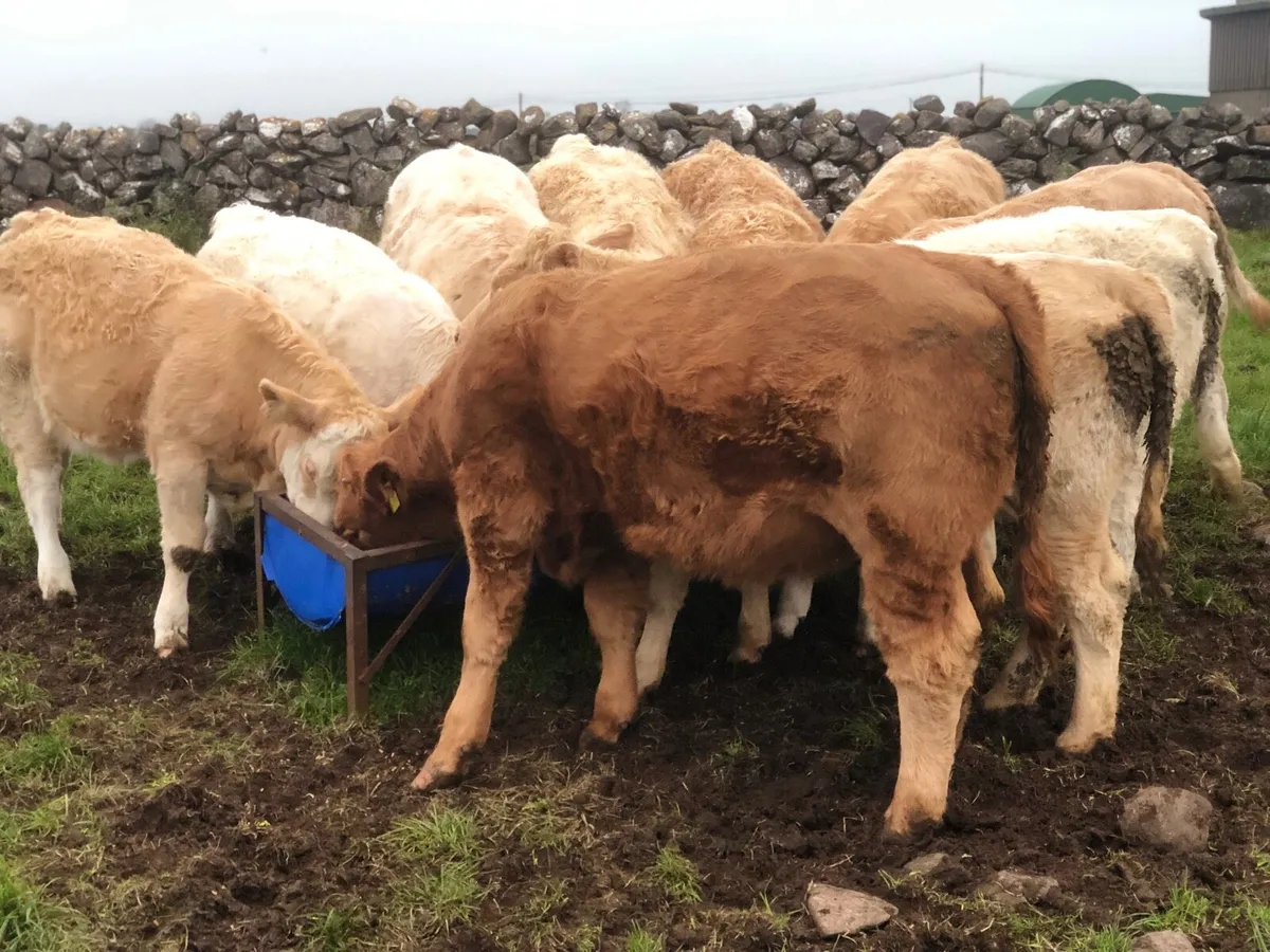 Heifers - Image 3