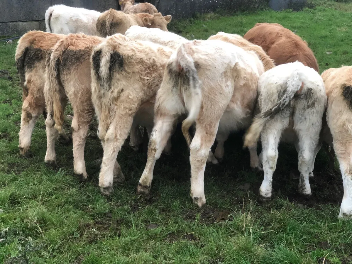 Heifers - Image 4
