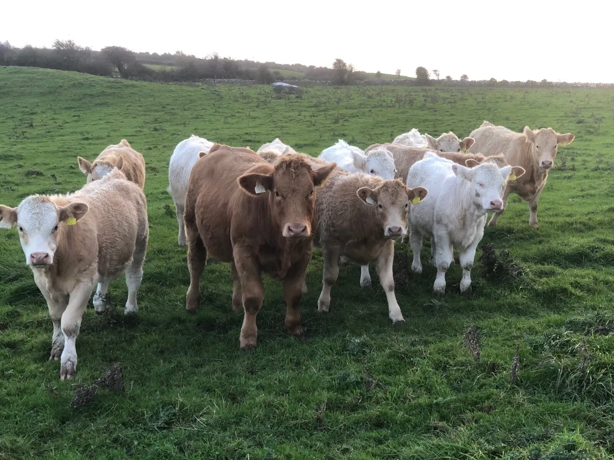 Heifers - Image 1
