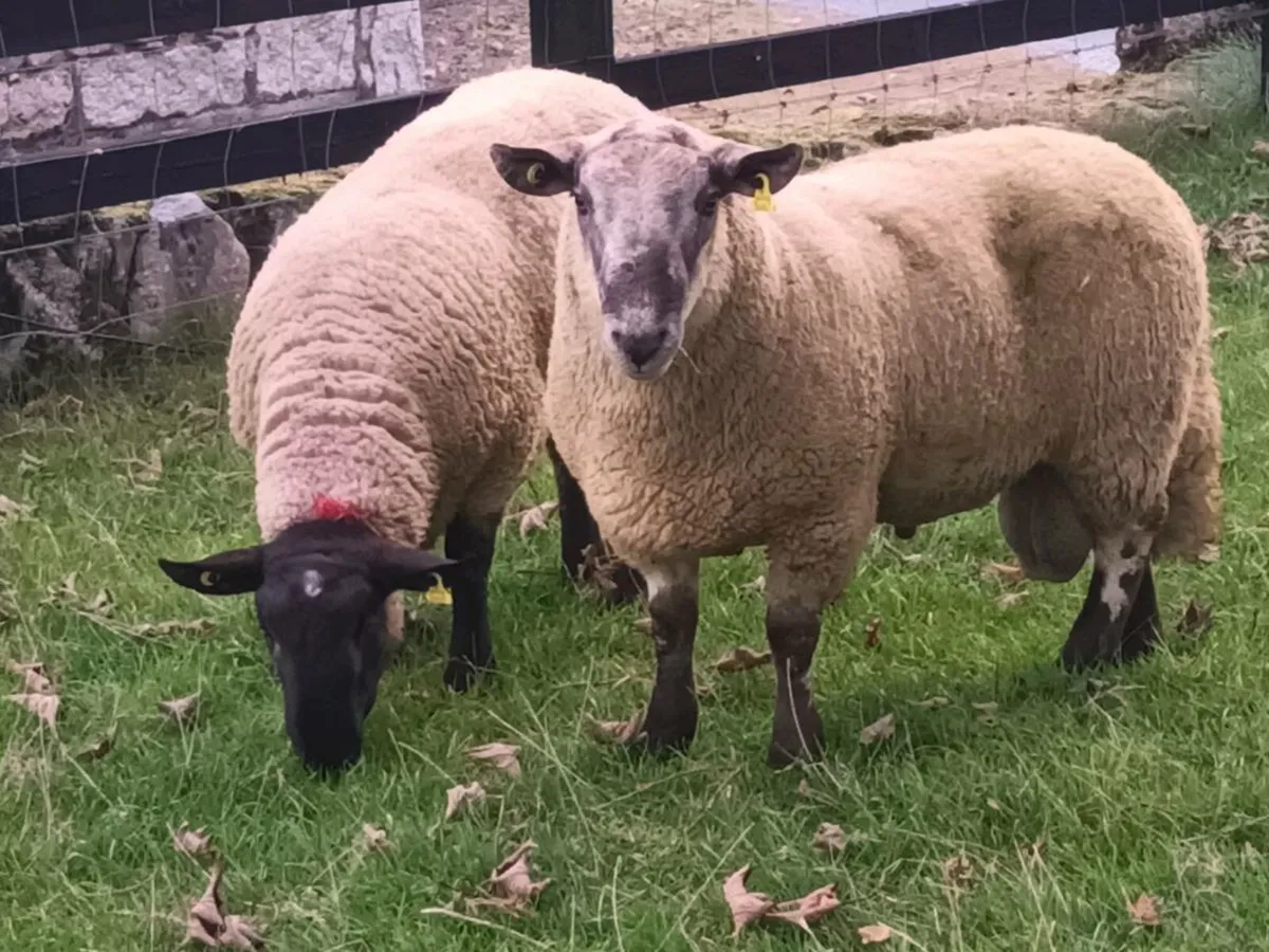 3 HOGGET RAMS FOR SALE - Image 3