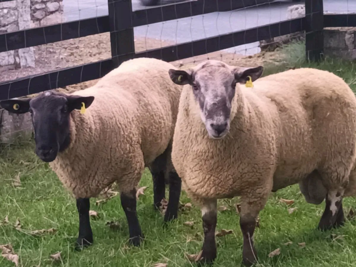 3 HOGGET RAMS FOR SALE - Image 4