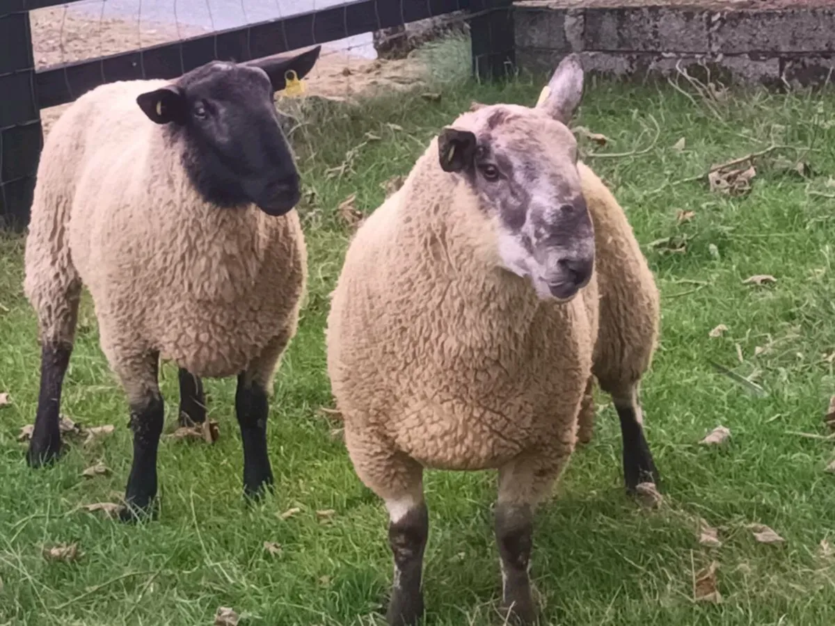 2 HOGGET RAMS FOR SALE - Image 3