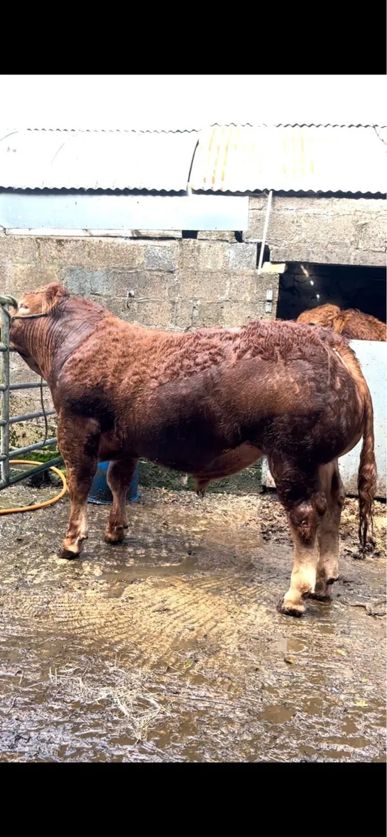 Ballybay Mart Pedigree Sale November 7th