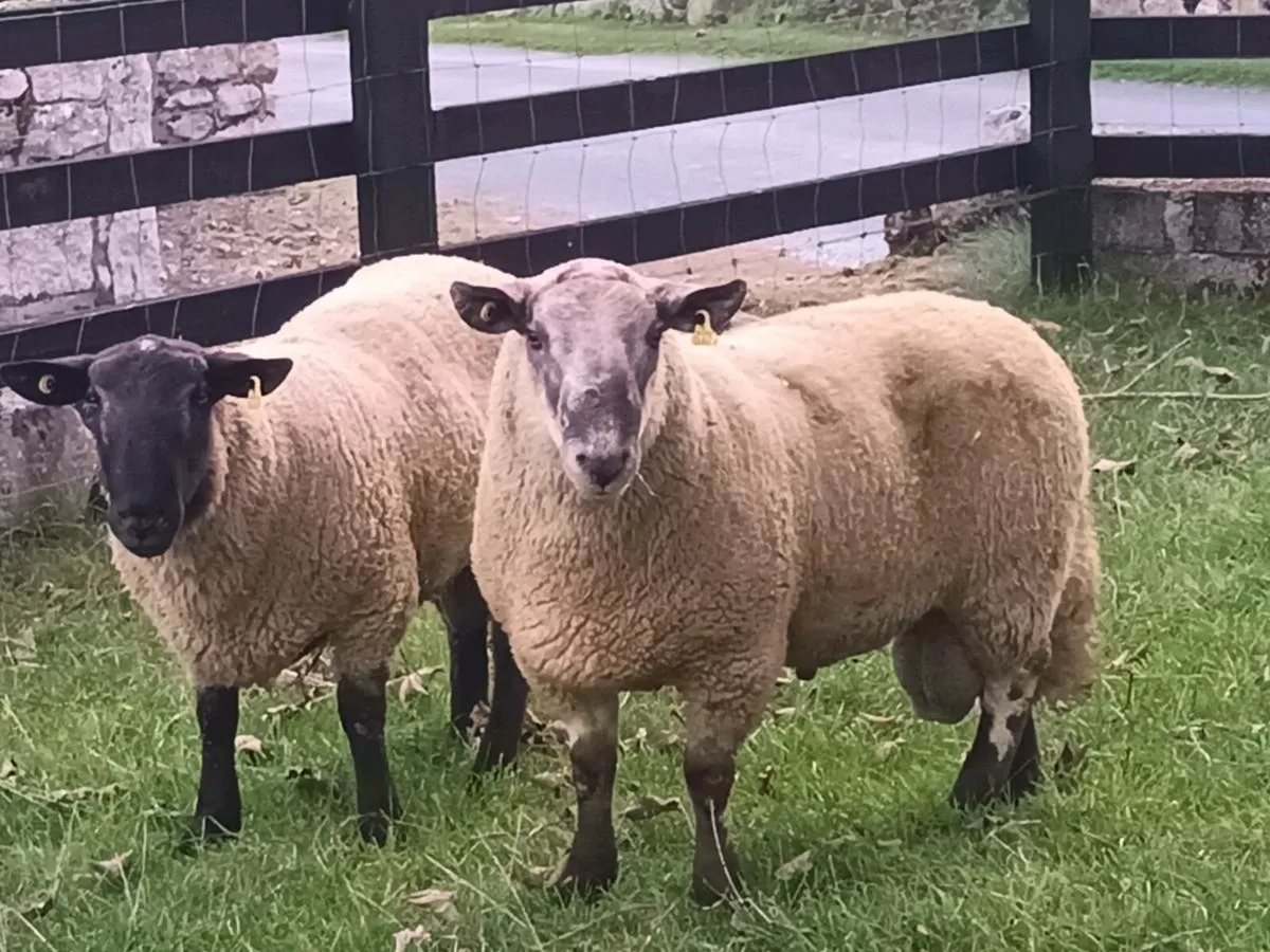 3 HOGGET RAMS FOR SALE - Image 1