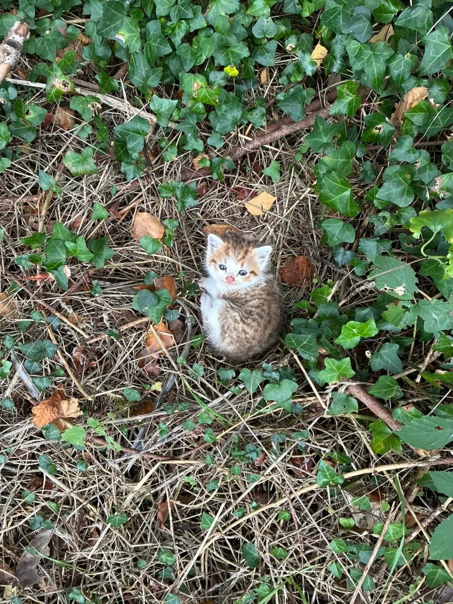 Kitten looking for "Forever Home " - Image 1