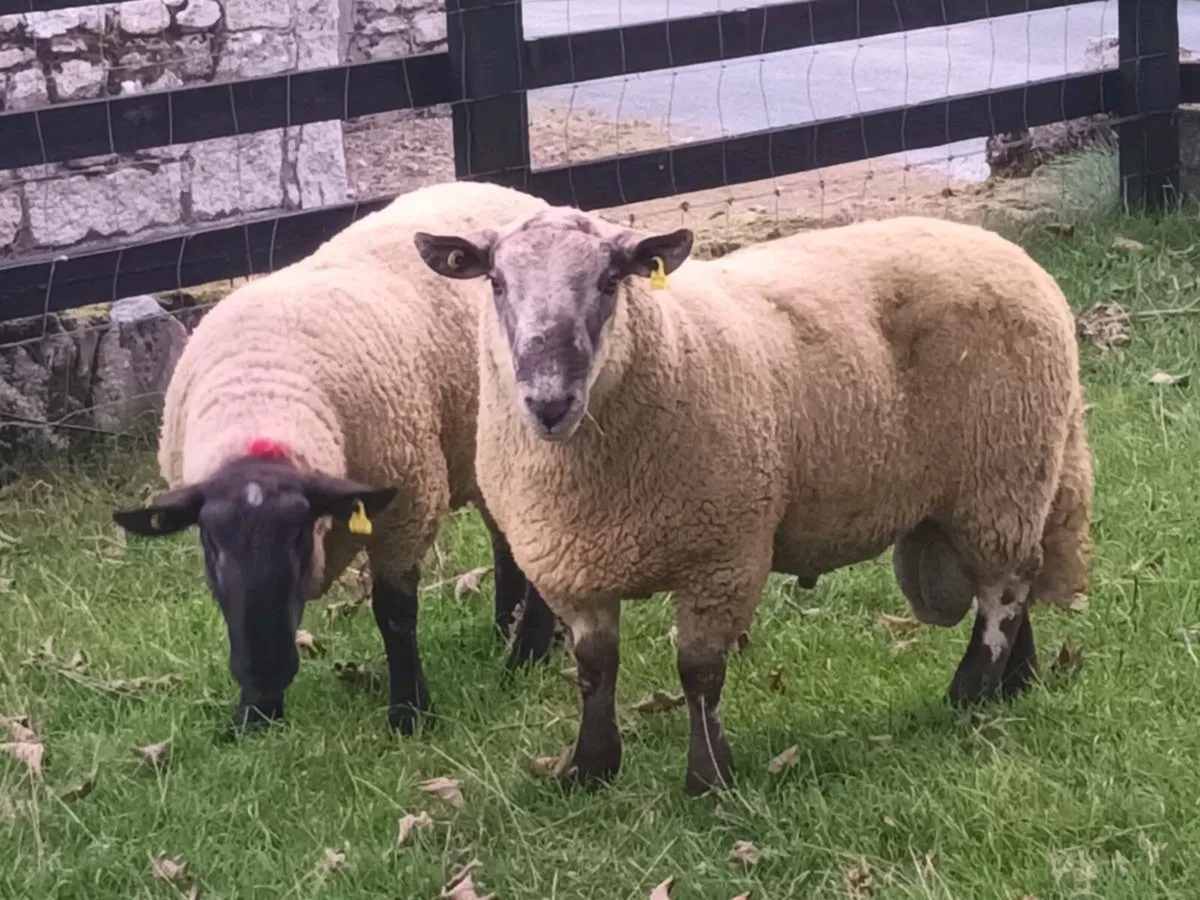 3 HOGGET RAMS FOR SALE - Image 2