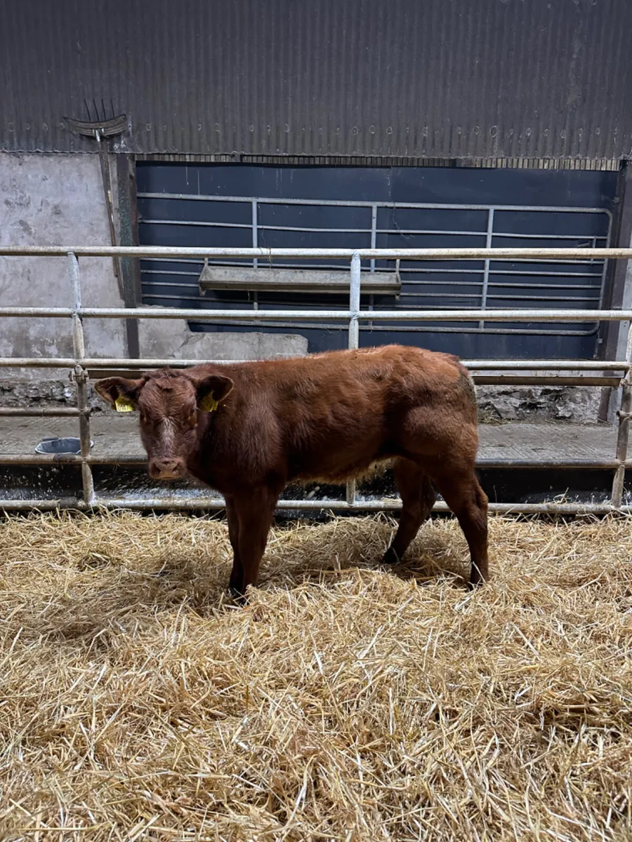 Roaned shorthorn heifer - Image 4