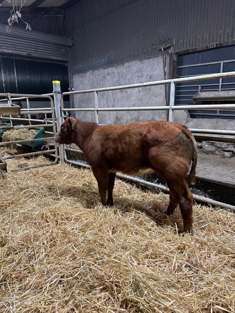Roaned shorthorn heifer - Image 1