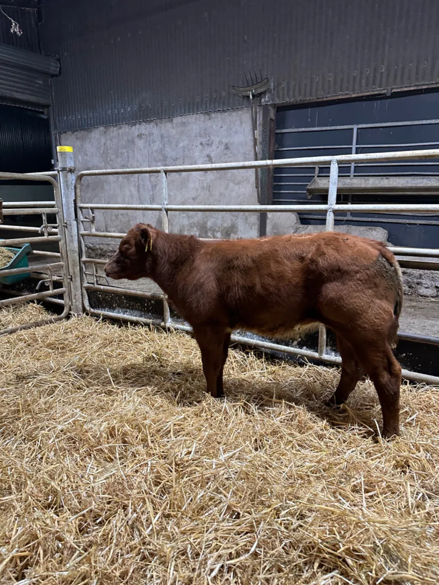 Roaned shorthorn heifer - Image 2