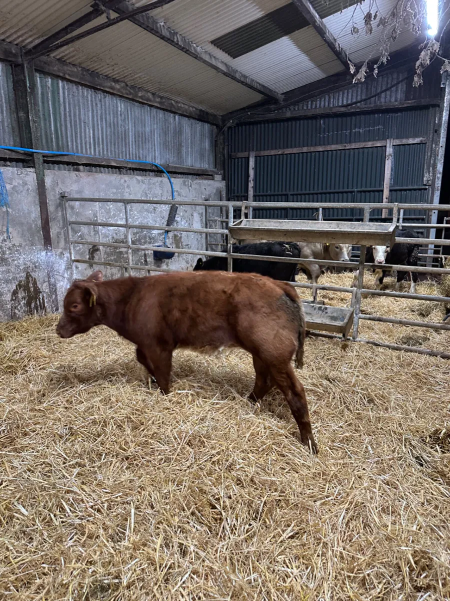 Roaned shorthorn heifer - Image 3