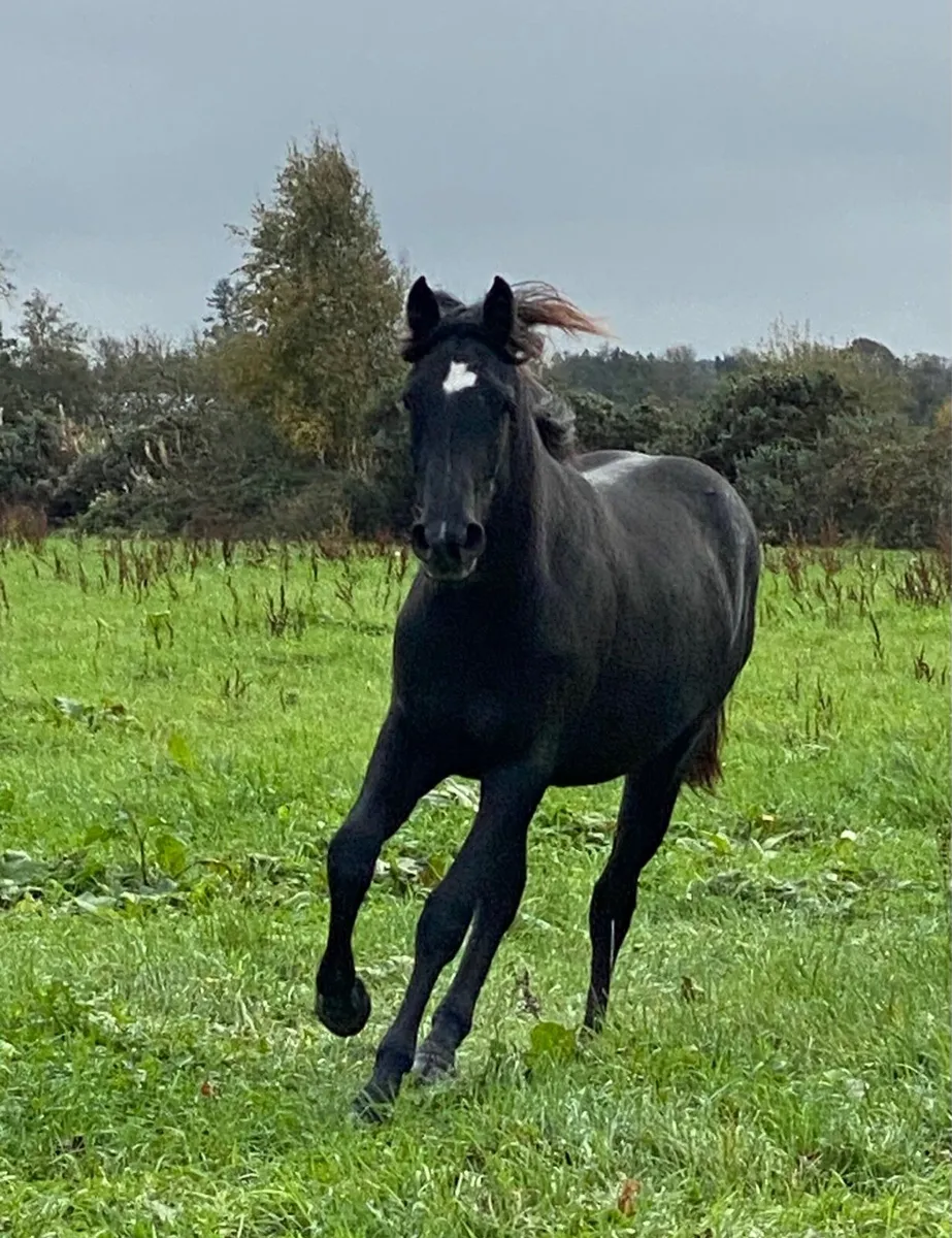 Yearling filly - Image 1
