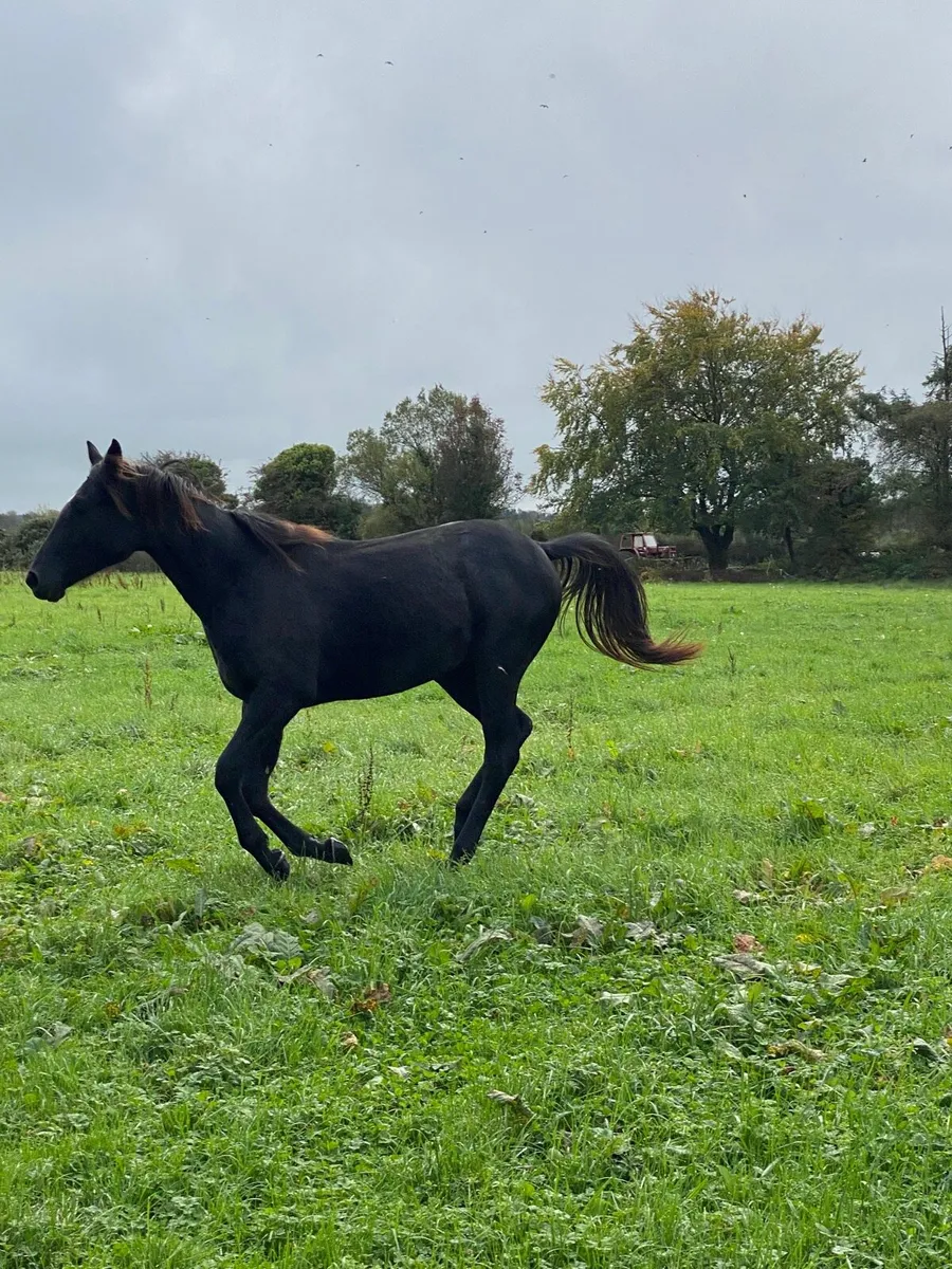 Yearling filly - Image 2