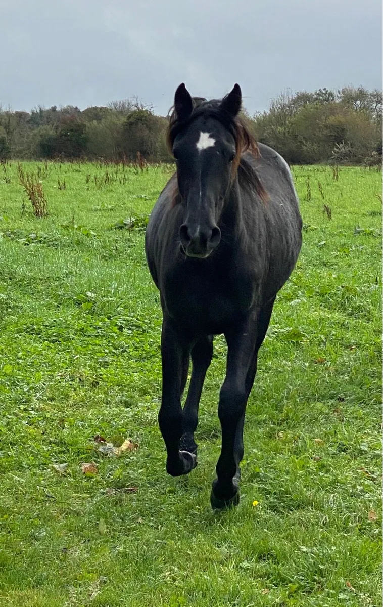 Yearling filly - Image 3