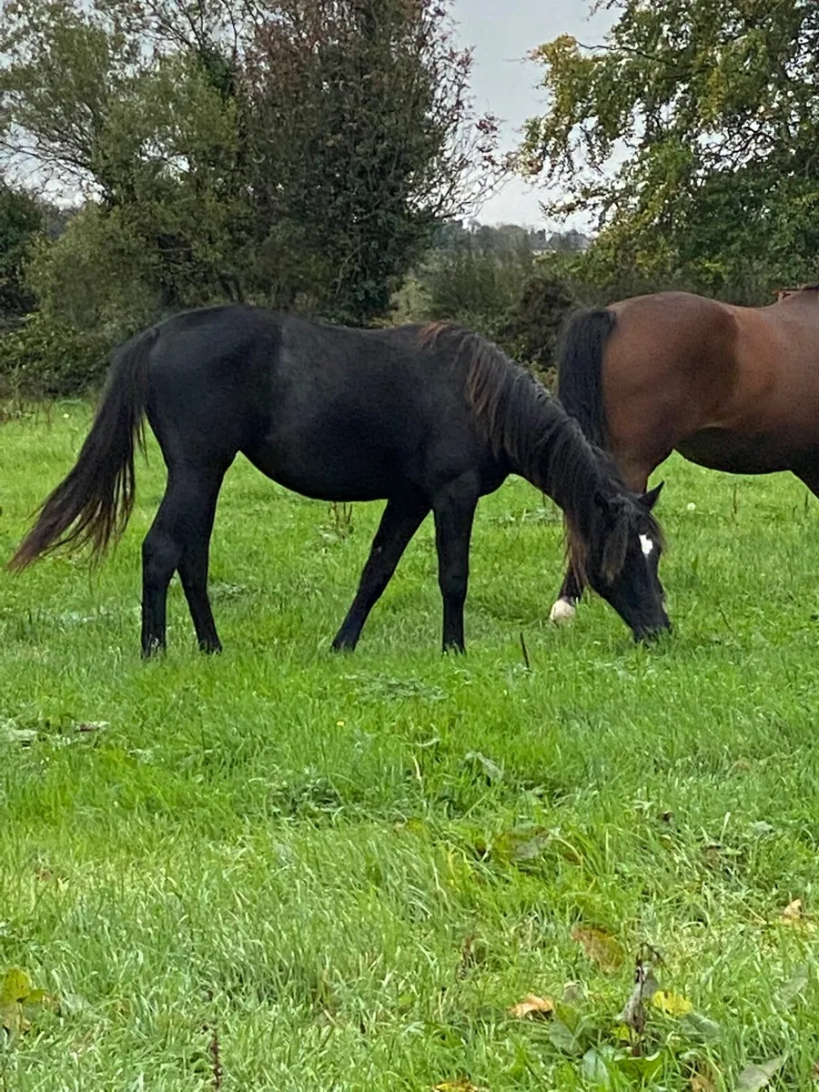 Yearling filly - Image 4