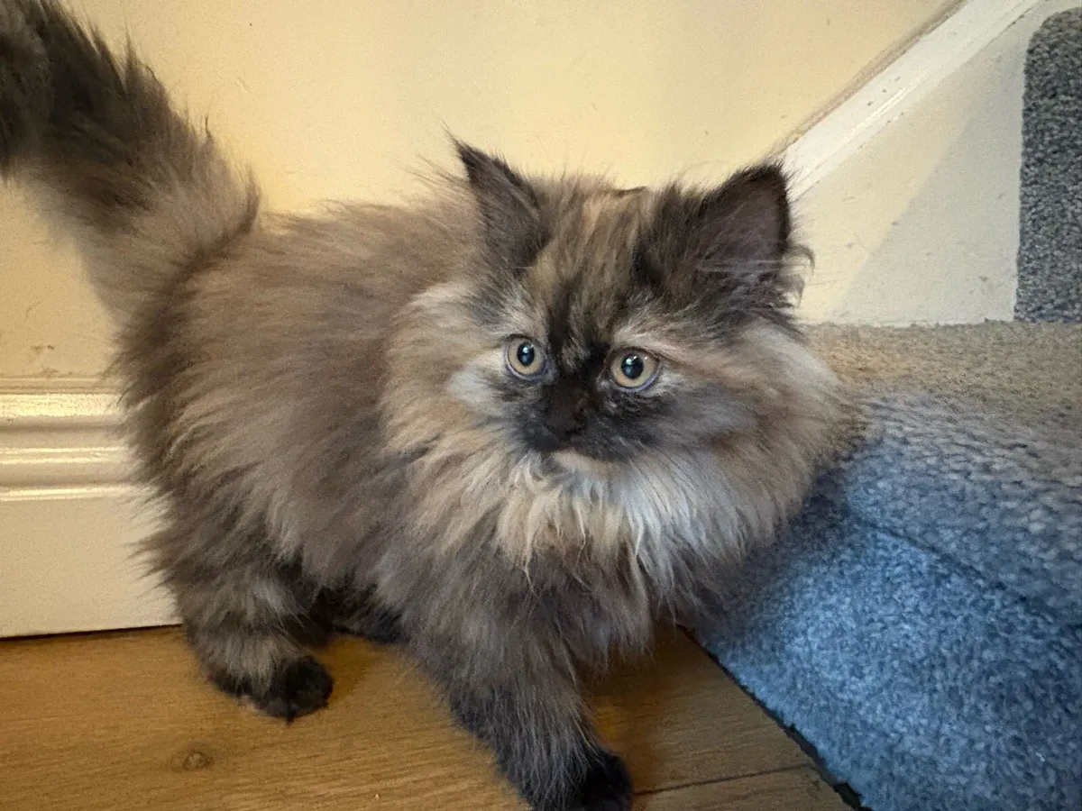 Beautiful kittens ready for new homes - Image 1