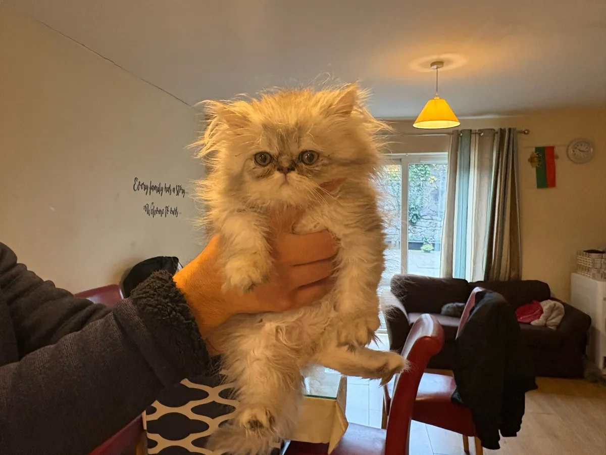 Beautiful kittens ready for new homes - Image 2