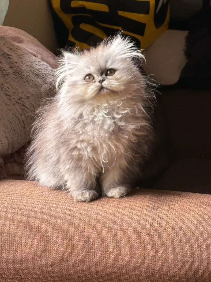 Beautiful kittens ready for new homes - Image 4
