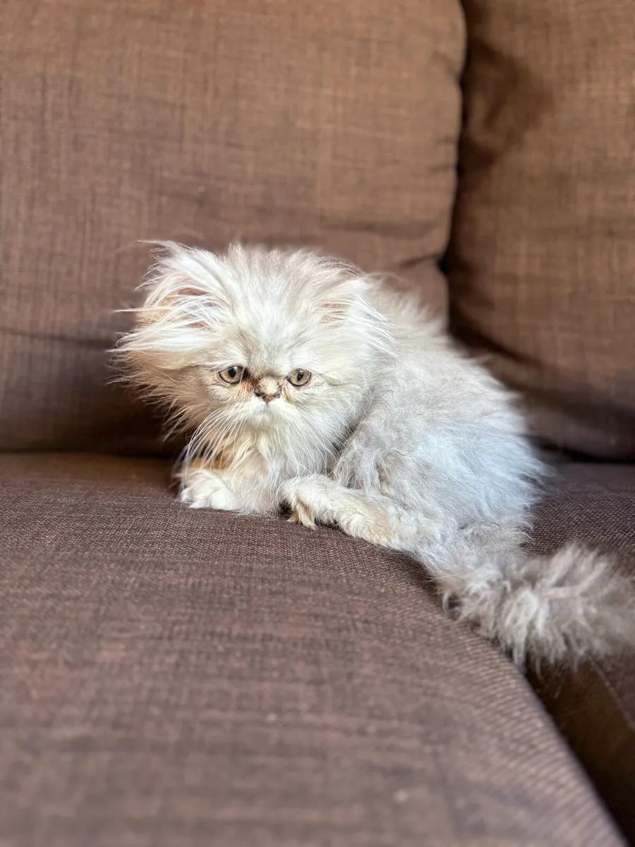 Lovely Fluffy Kittens - Image 1