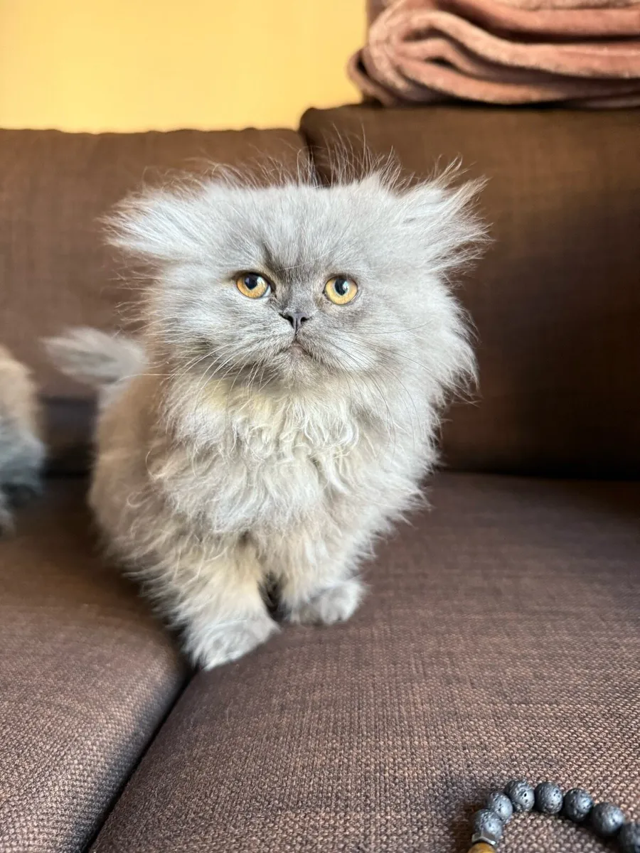 Lovely Fluffy Kittens - Image 2