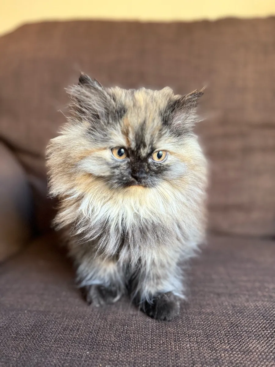 Lovely Fluffy Kittens - Image 4