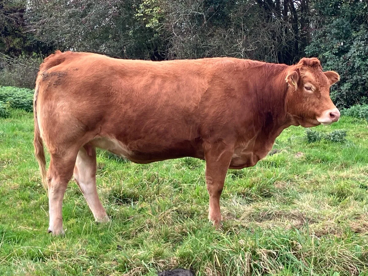 Sat 18th Oct Balliansloe Mart 5 star Springers - Image 2