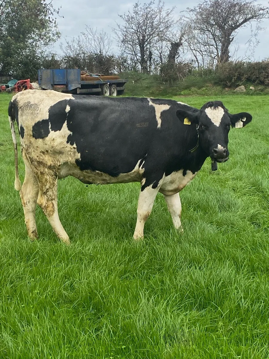 Fresh heifers Kilkenny mart Monday - Image 1