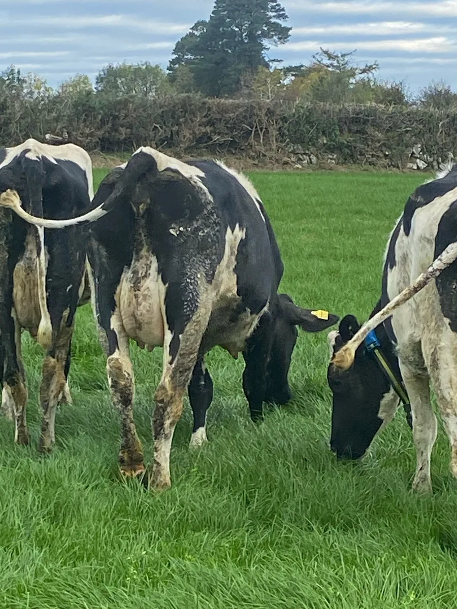 Fresh heifers Kilkenny mart Monday - Image 2