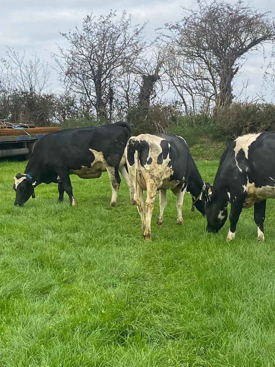 Fresh heifers Kilkenny mart Monday - Image 3