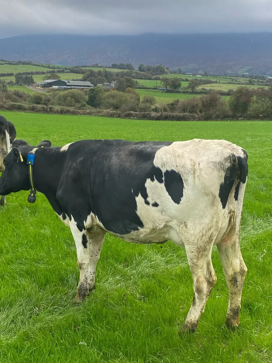 Fresh heifers Kilkenny mart Monday - Image 4