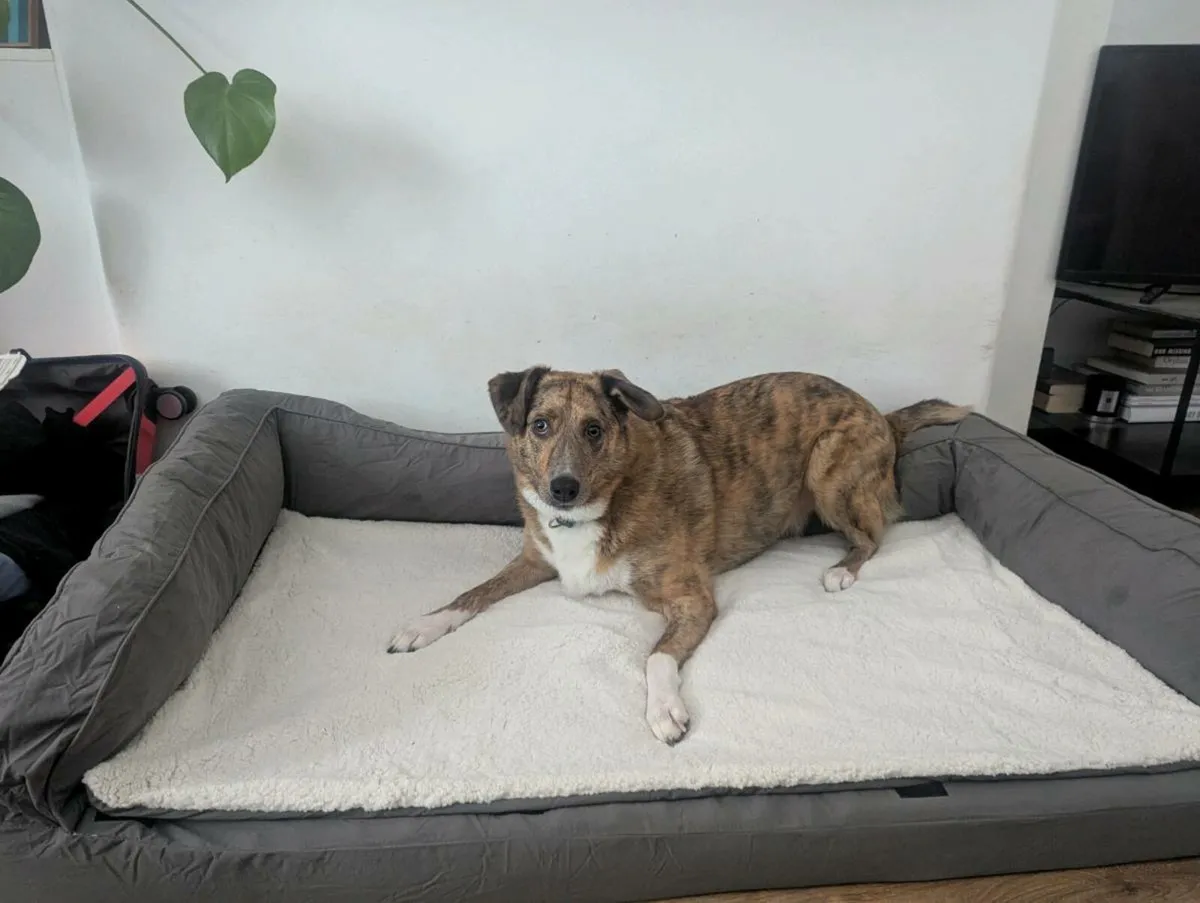 Large Dog Bed - Image 2