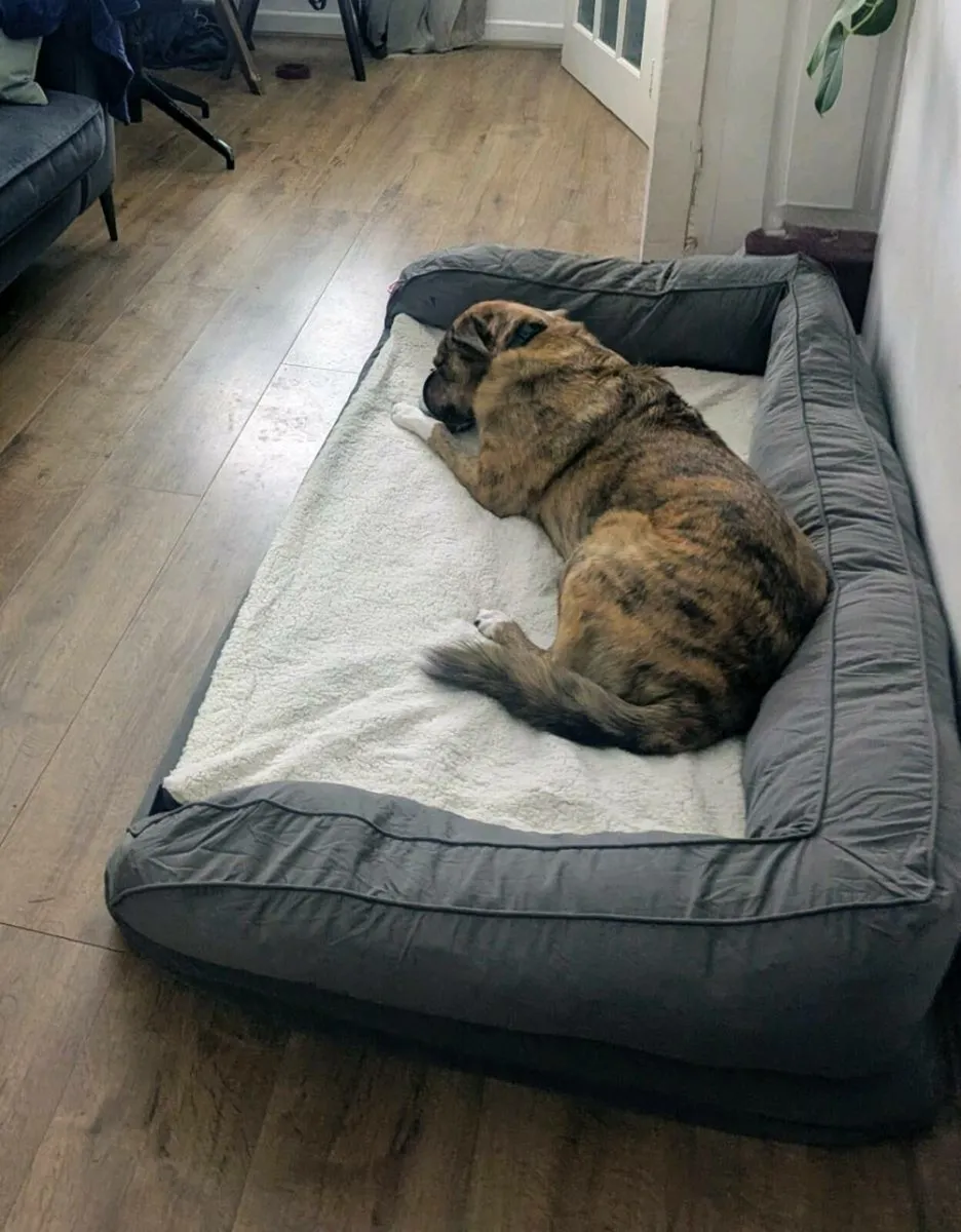 Large Dog Bed - Image 4