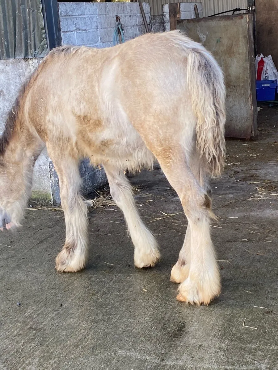 Heavy dun filly foal - Image 1