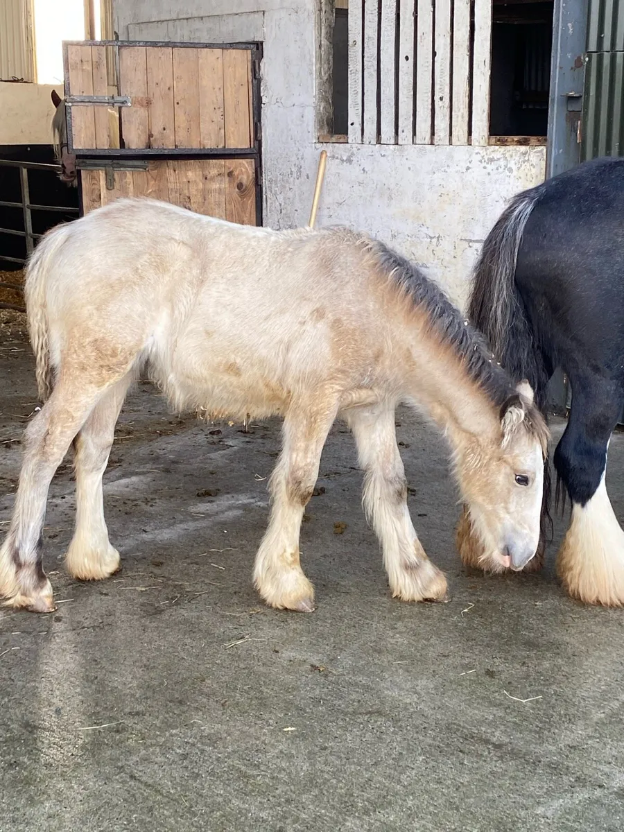 Heavy dun filly foal - Image 2