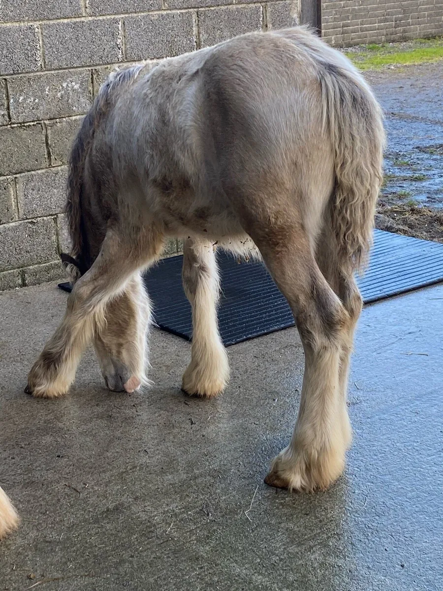 Heavy dun filly foal - Image 3