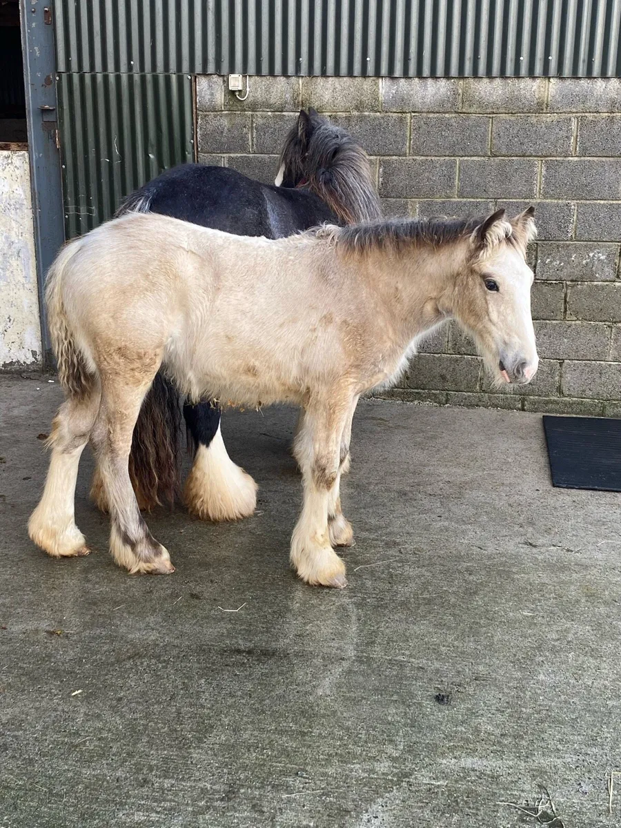 Heavy dun filly foal - Image 4