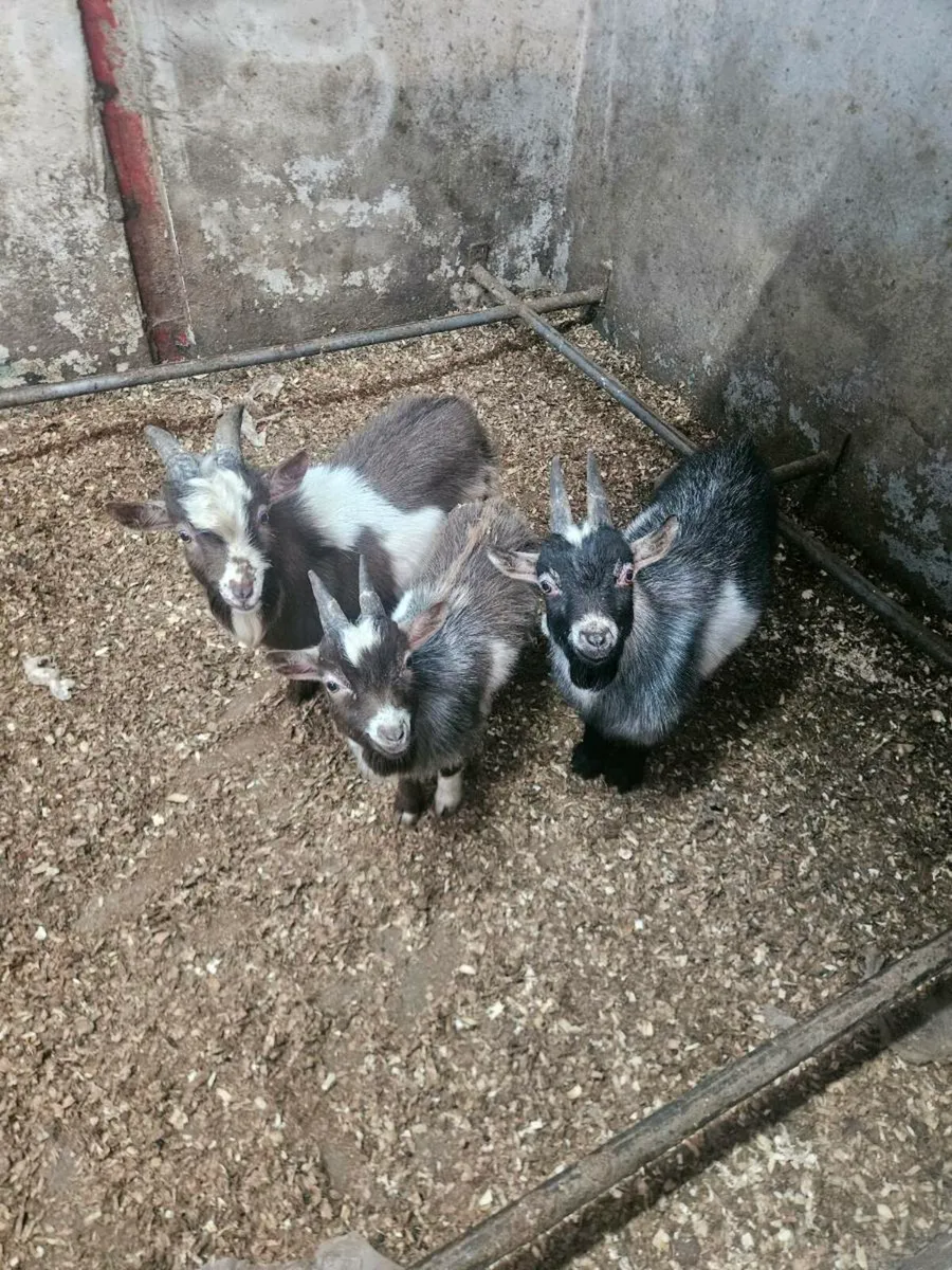 Pygmy buck  goats - Image 1