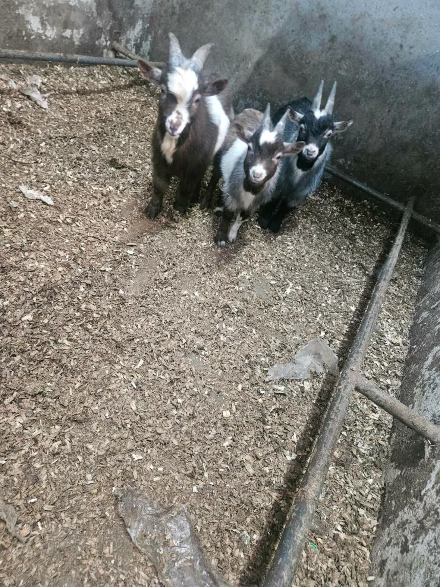 Pygmy buck  goats - Image 2